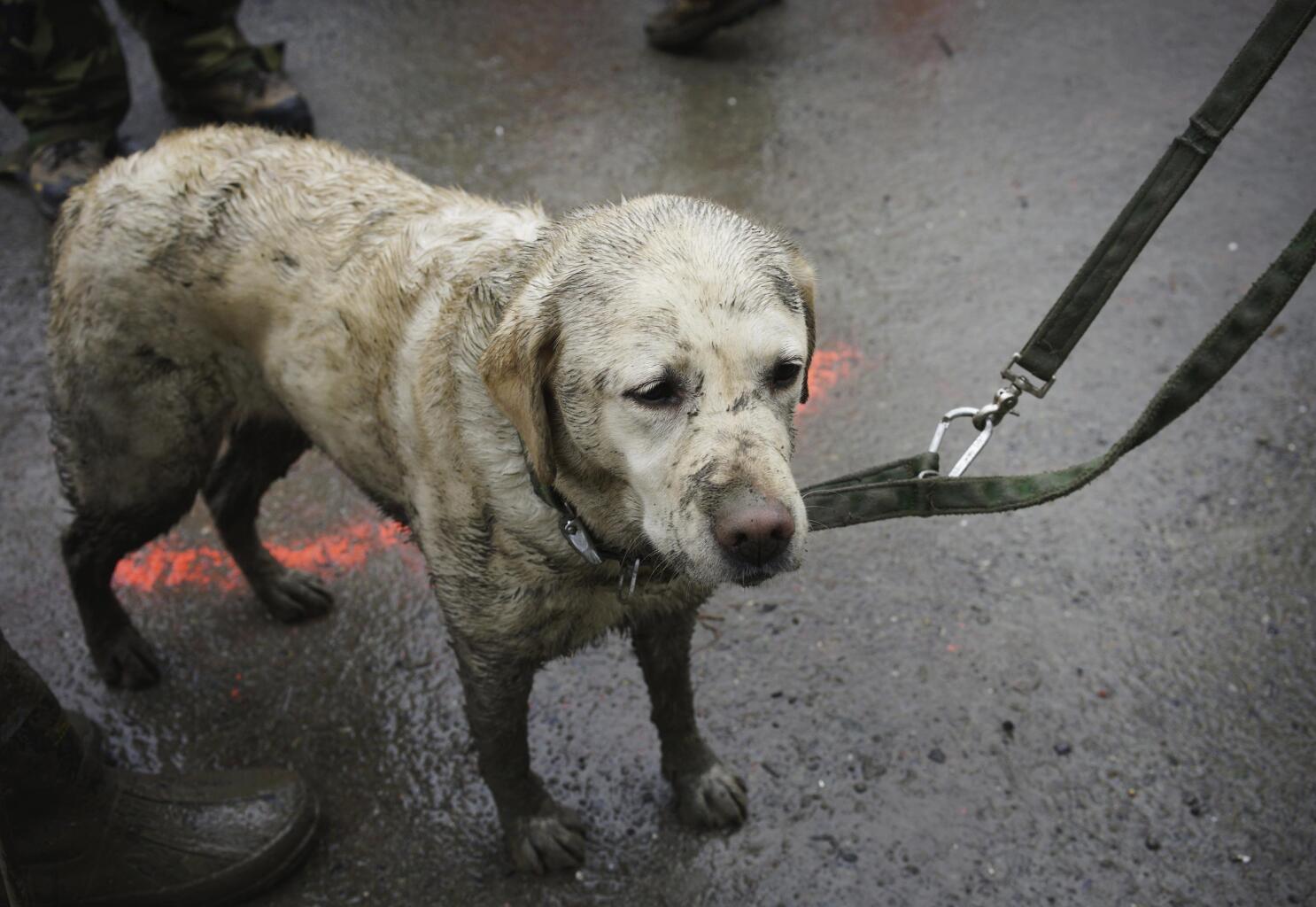 2014 photo of US rescue dog misrepresented after Turkey earthquake